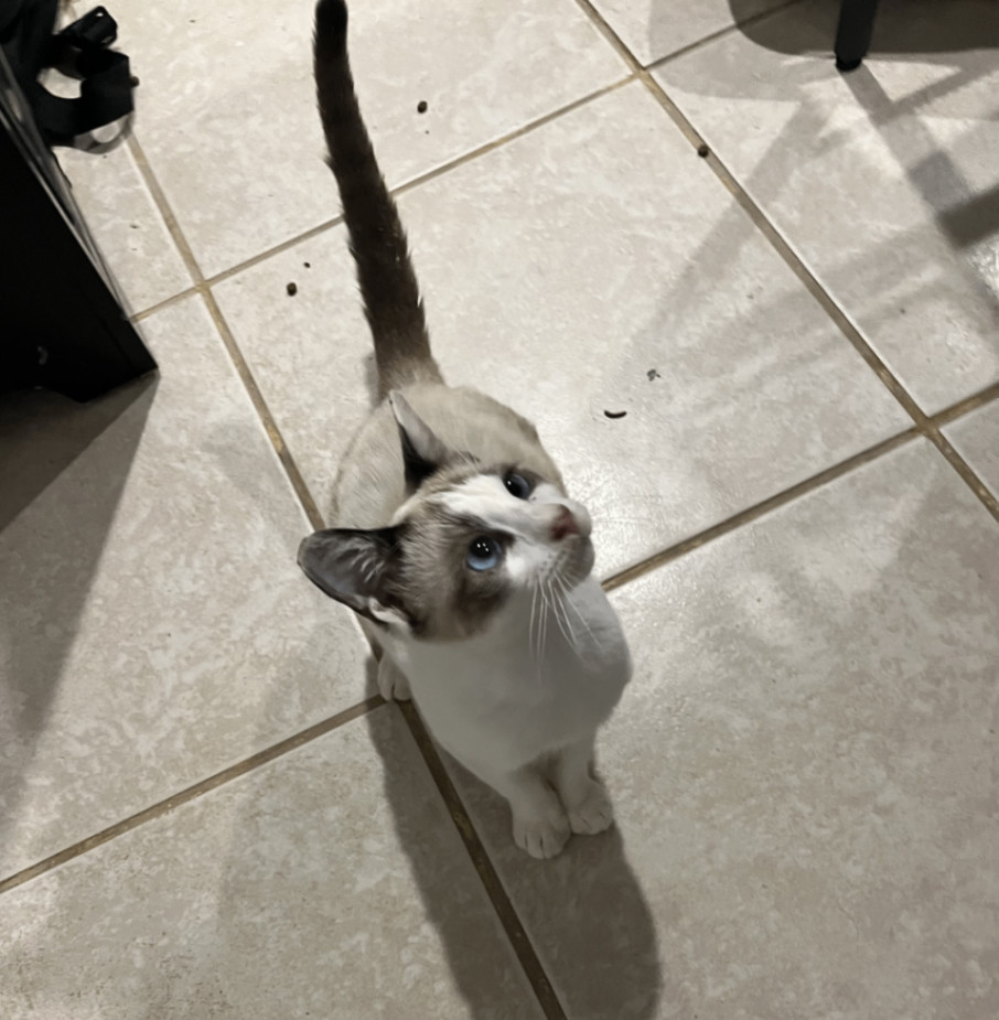 Enlarge Romeo, a Adopted Siamese in Pembroke Pines, FL image 2/3