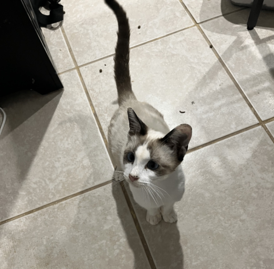 Enlarge Romeo, a Adopted Siamese in Pembroke Pines, FL image 3/3