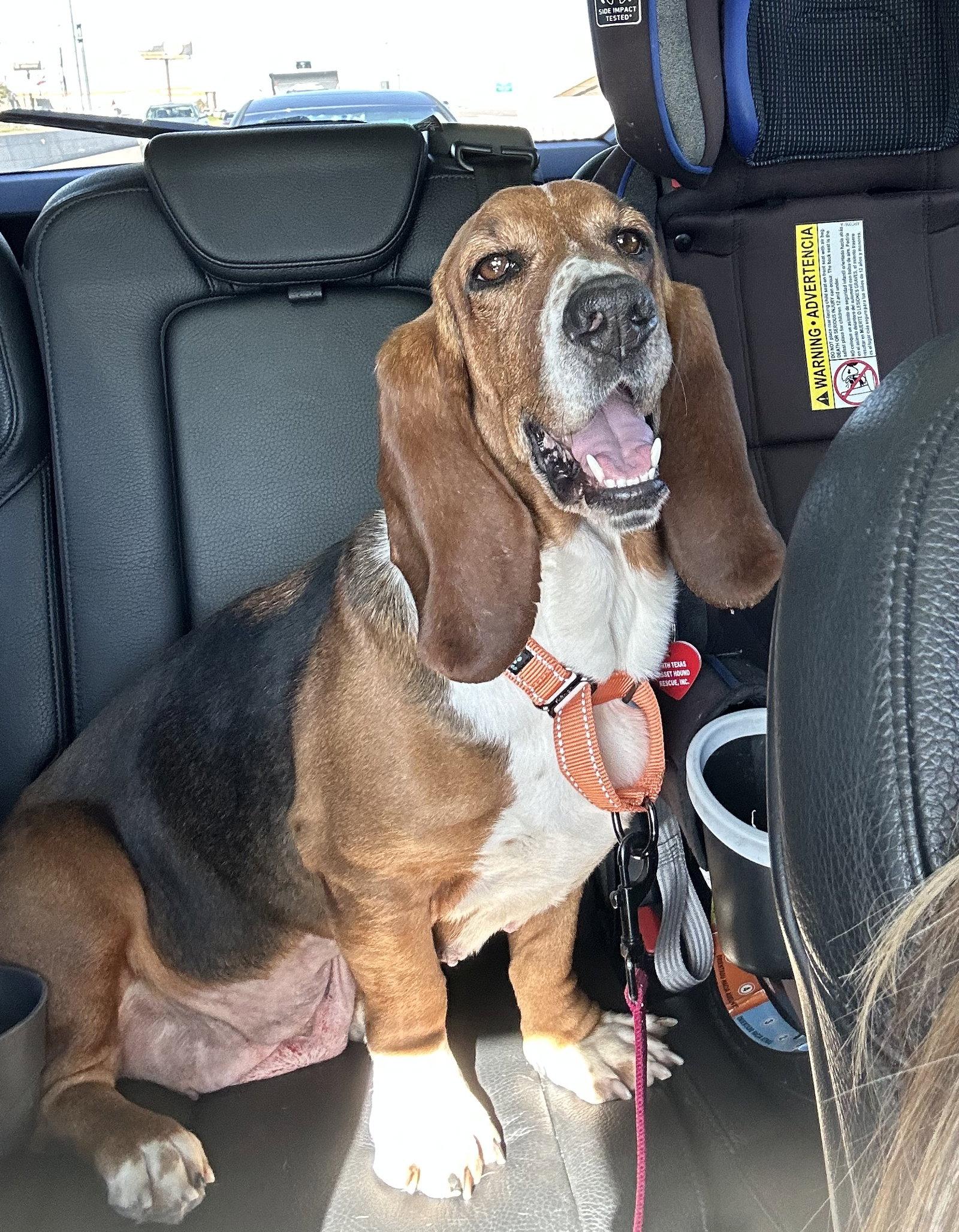 Lily, Adopted, Adult Female Basset Hound.