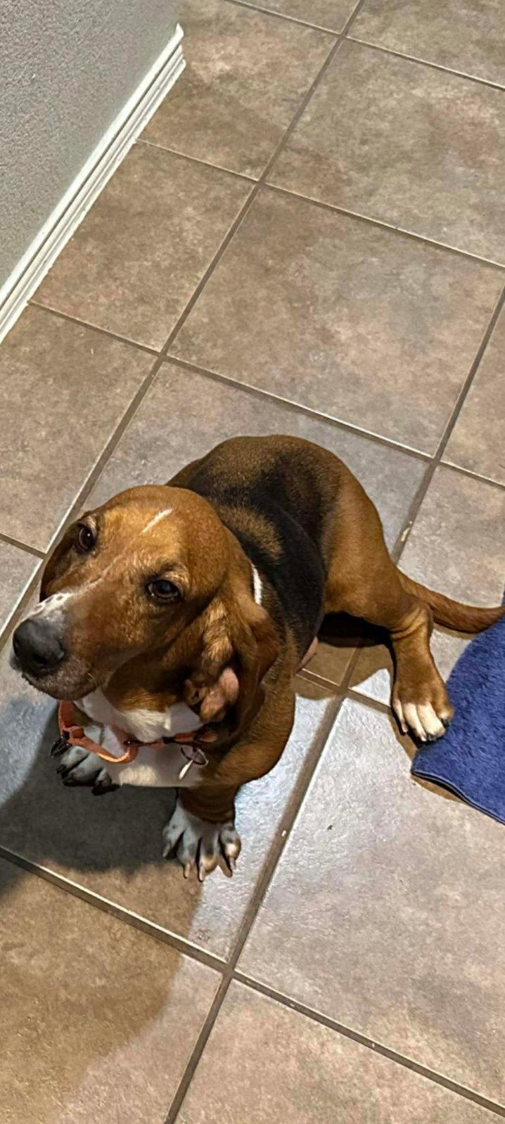 Lily, a Adopted Basset Hound in Grapevine, TX image 2/2