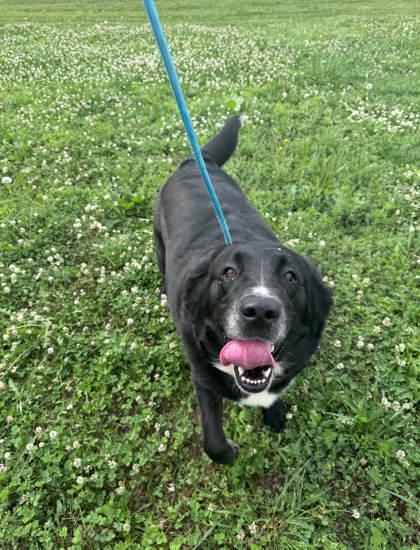 Enlarge Jane, a Adoptable mixed breed in Humboldt, IA image 1/1
