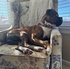 Luka II, Adoptable, Adult Male Boxer.