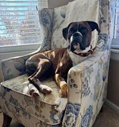 Luka II, a Adoptable Boxer in Hewitt, TX image 3/5