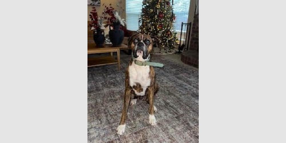 Luka II, a Adoptable Boxer in Hewitt, TX image 4/5