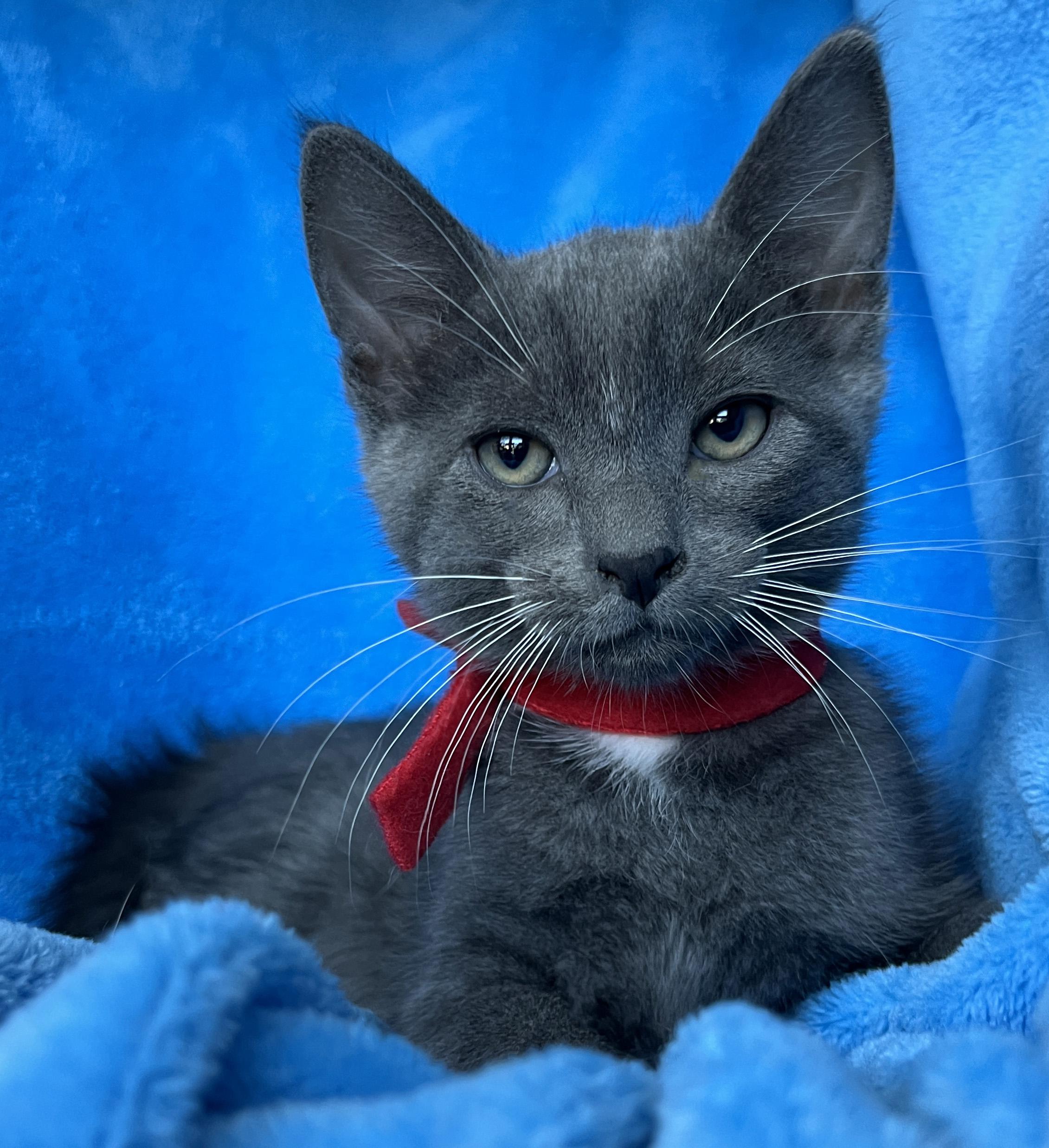 Enlarge Russel, a Adoptable Tuxedo in Tigard, OR image 1/2