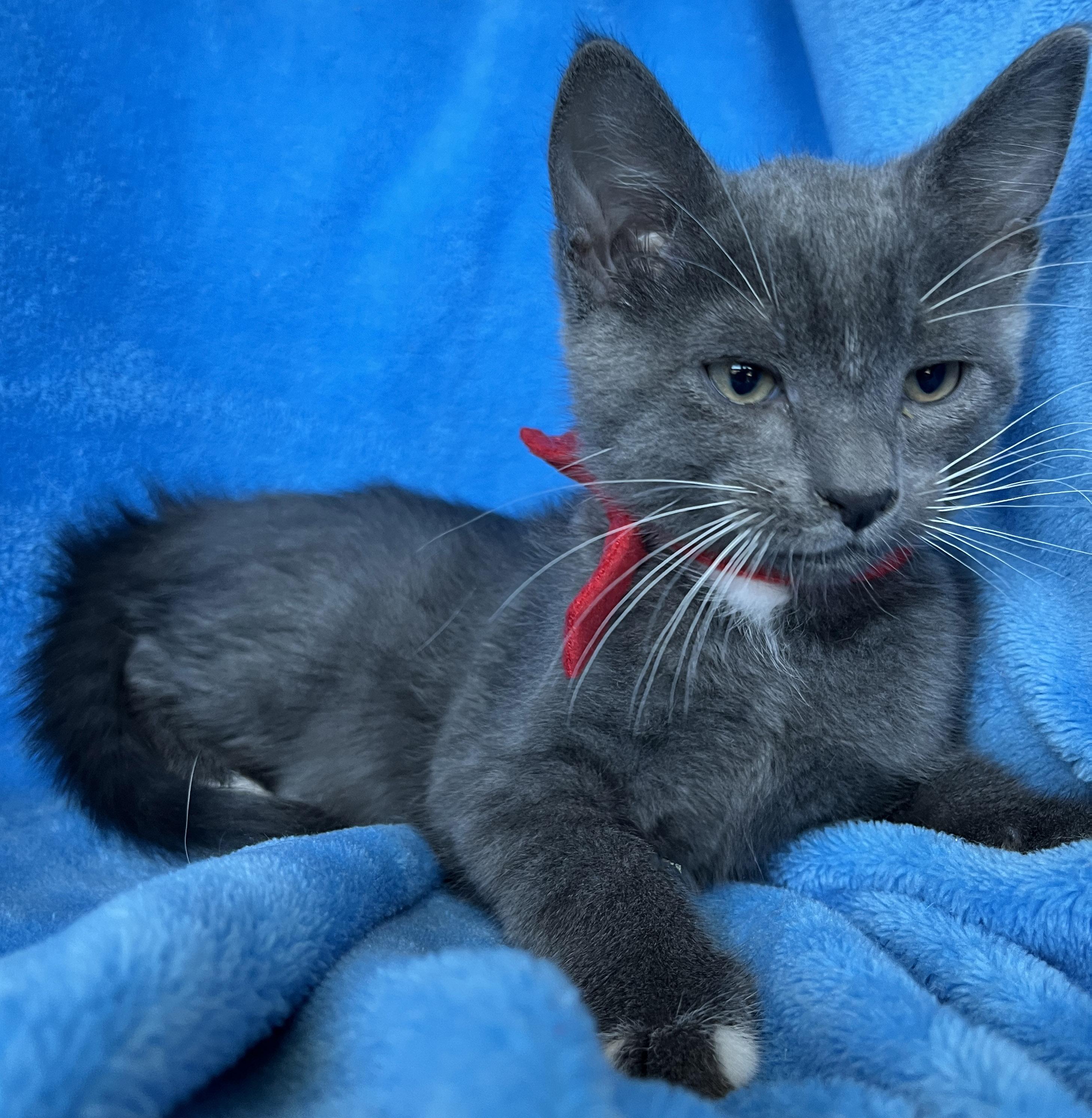 Enlarge Russel, a Adoptable Tuxedo in Tigard, OR image 2/2