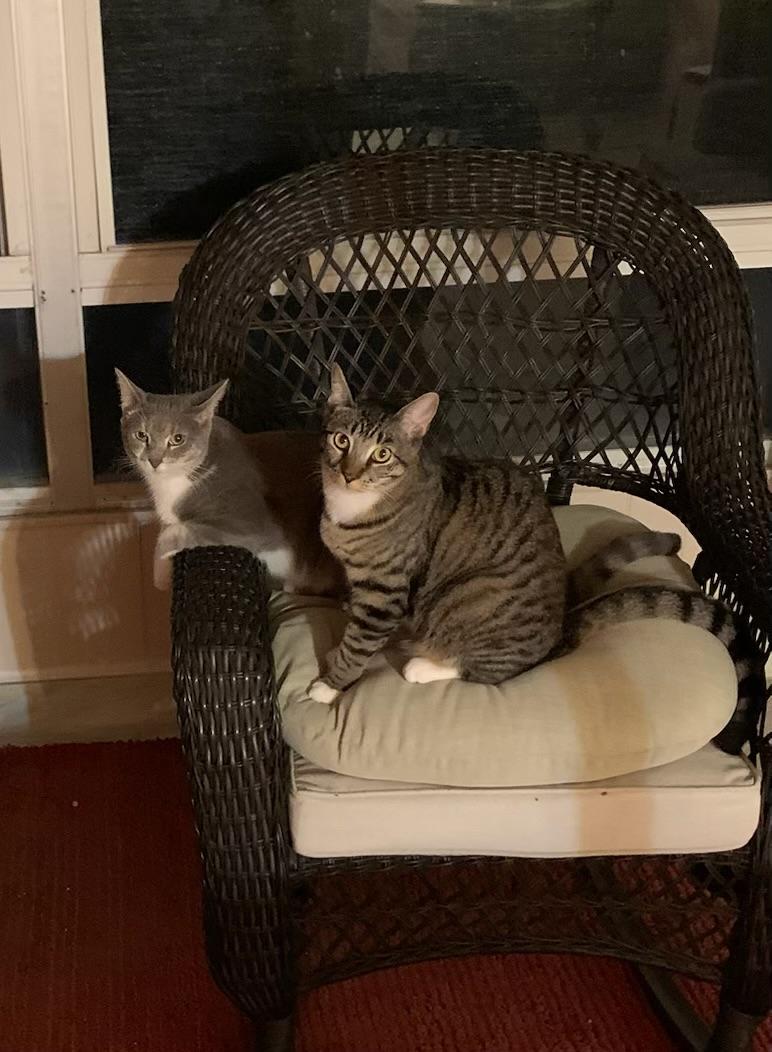 Rachel & Monica BONDED, Young Female Domestic Short Hair