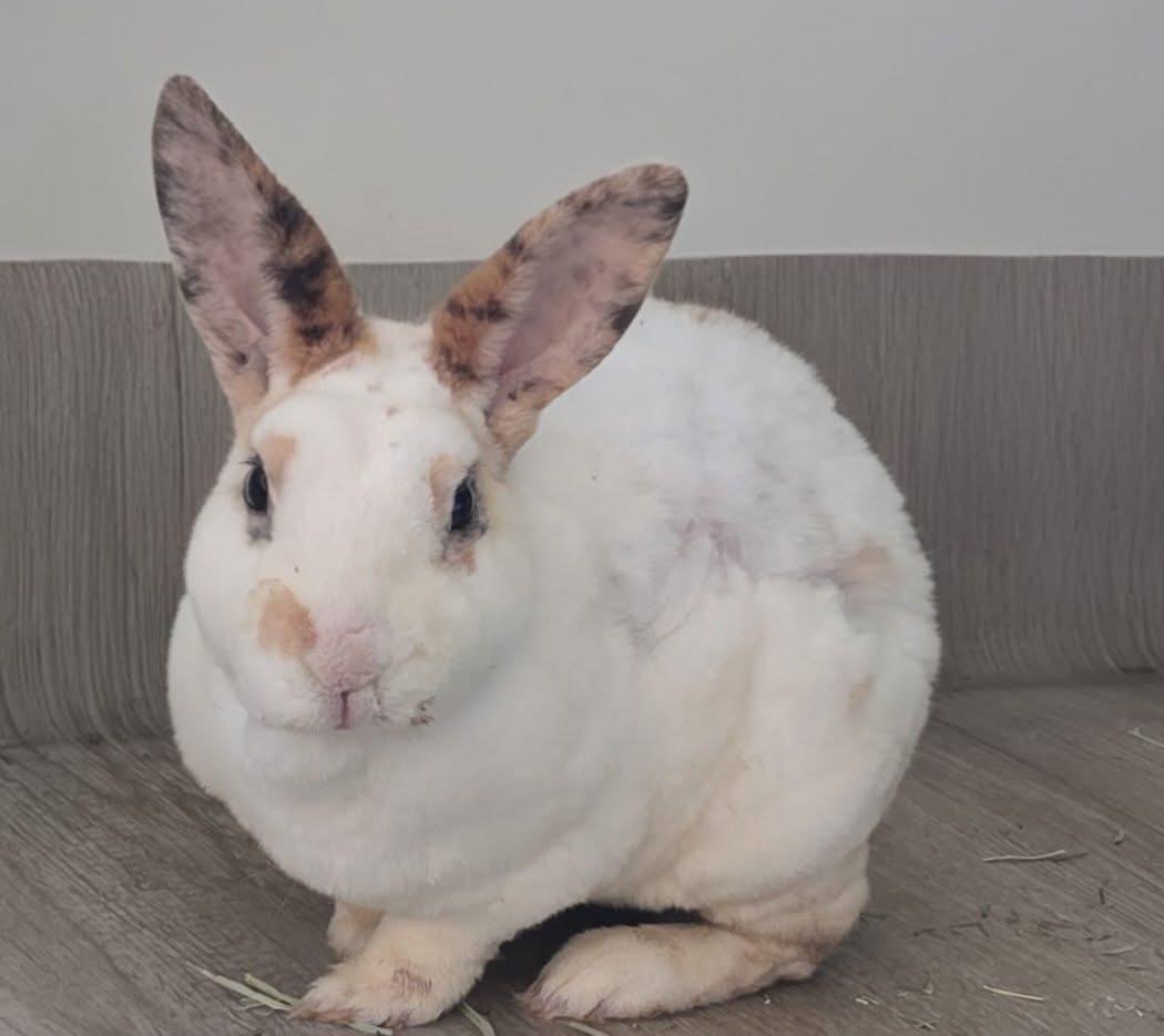 Also Thomas, ADOPTABLE, Adult Male Rex.