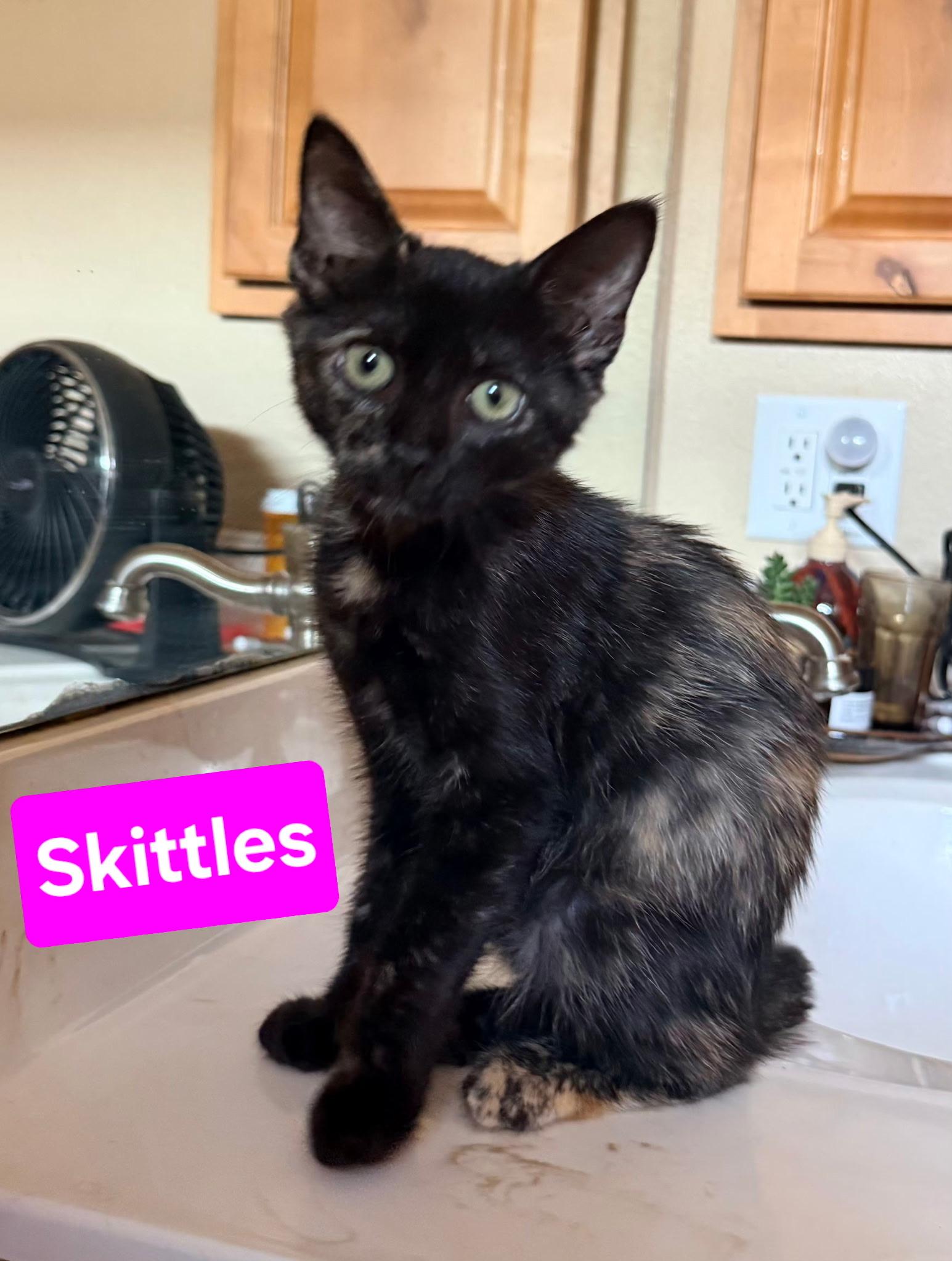 Skittles, Adoptable, Young Female Domestic Short Hair & Tortoiseshell.