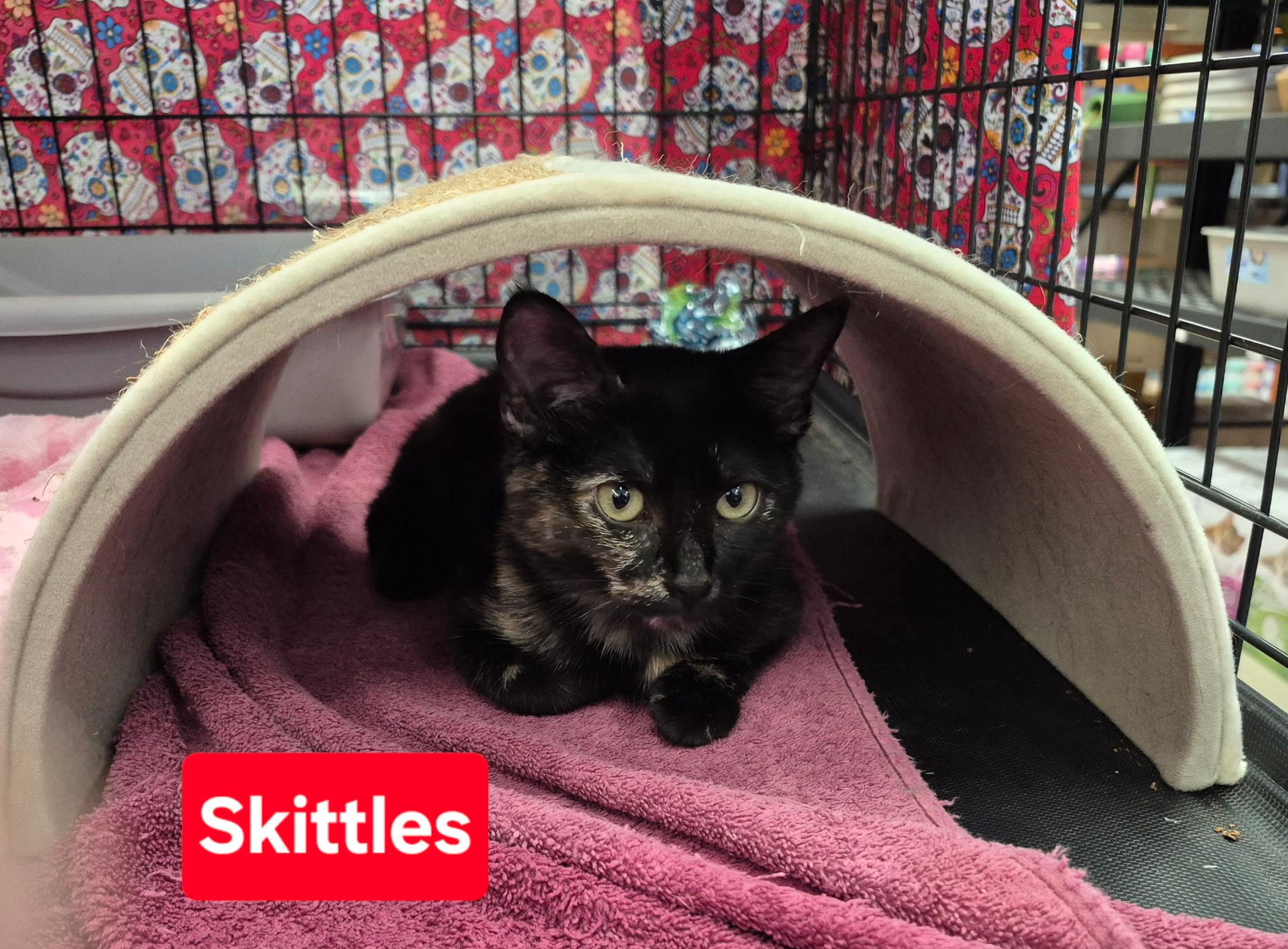 Enlarge Skittles, a Adoptable mixed breed in Albuquerque, NM image 2/2