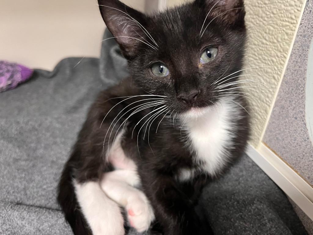 Enlarge Moonpie, a Adoptable mixed breed in Cambria, CA image 6/6