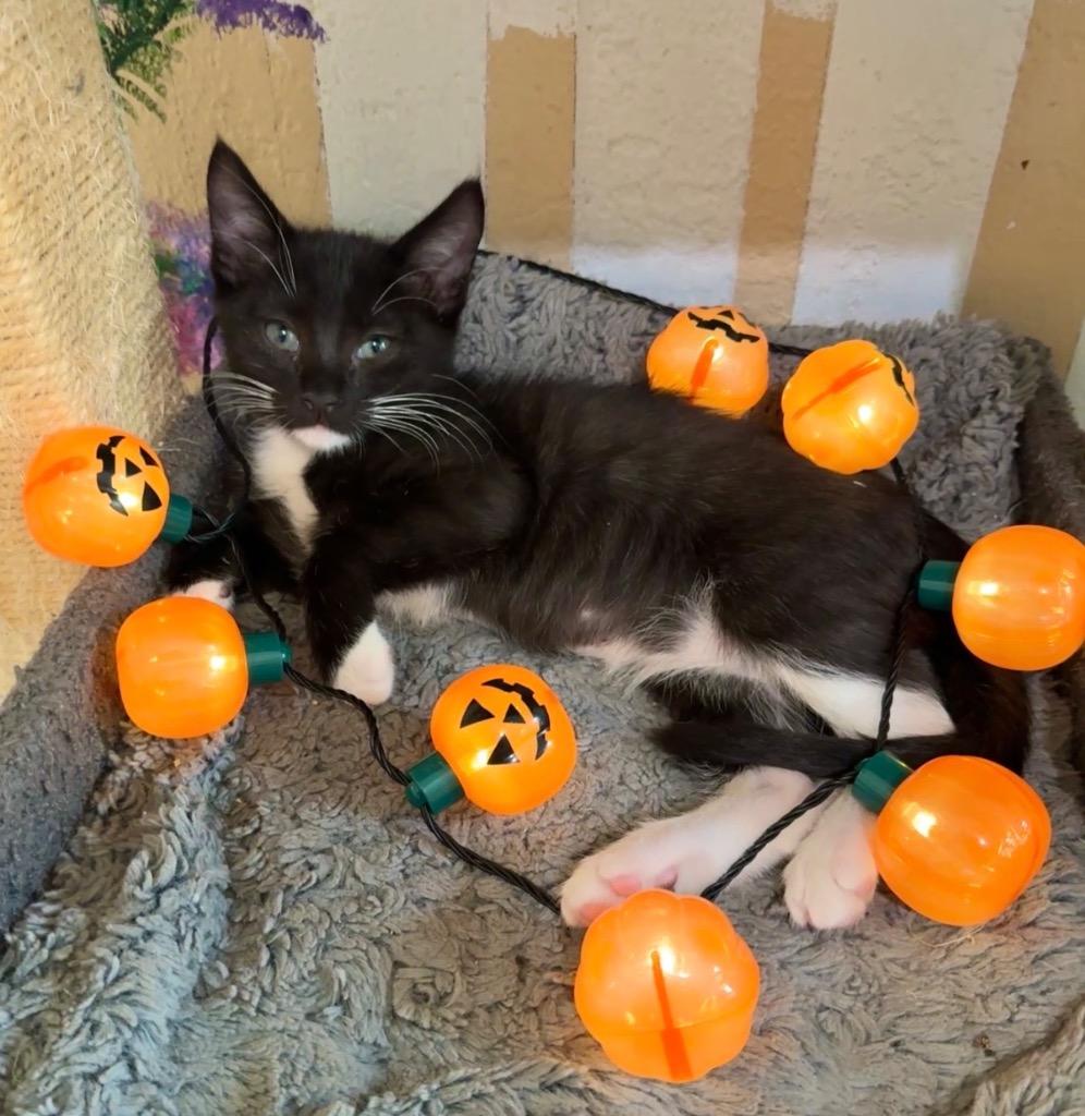 Enlarge Moonpie, a Adoptable mixed breed in Cambria, CA image 2/6