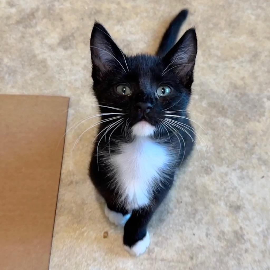 Enlarge Moonpie, a Adoptable mixed breed in Cambria, CA image 4/6