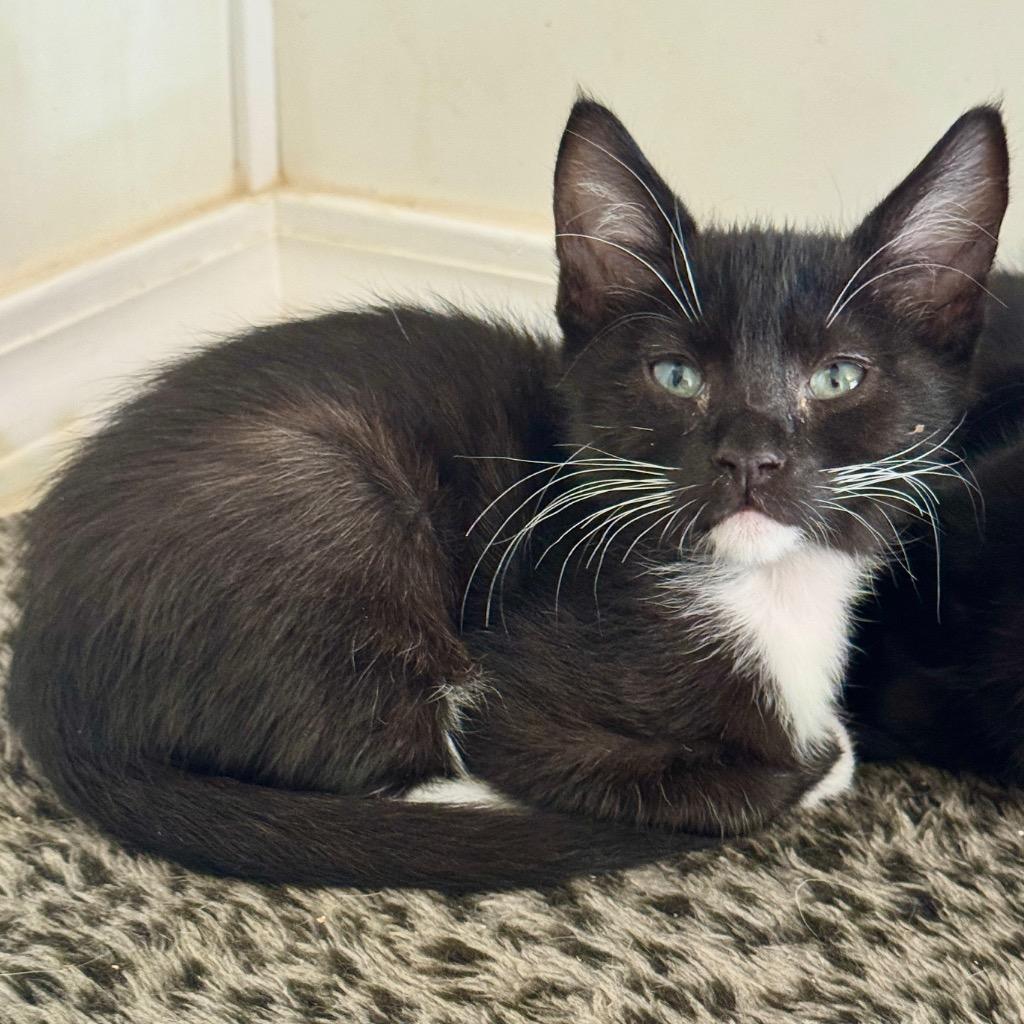 Enlarge Moonpie, a Adoptable mixed breed in Cambria, CA image 5/6