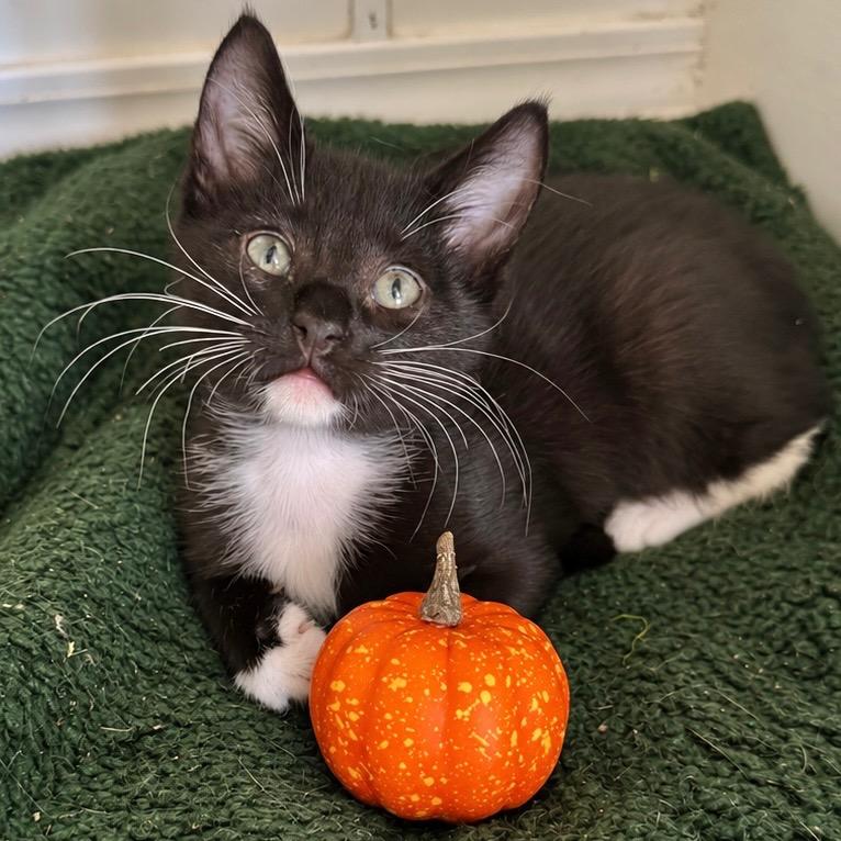 Moonpie, Adoptable, Kitten Male Domestic Short Hair.