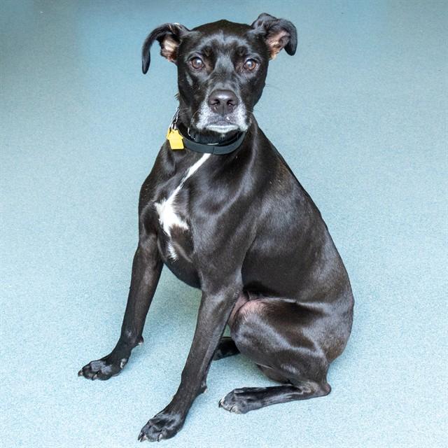 OLIVER, Adoptable, Young Male Labrador Retriever & Whippet.