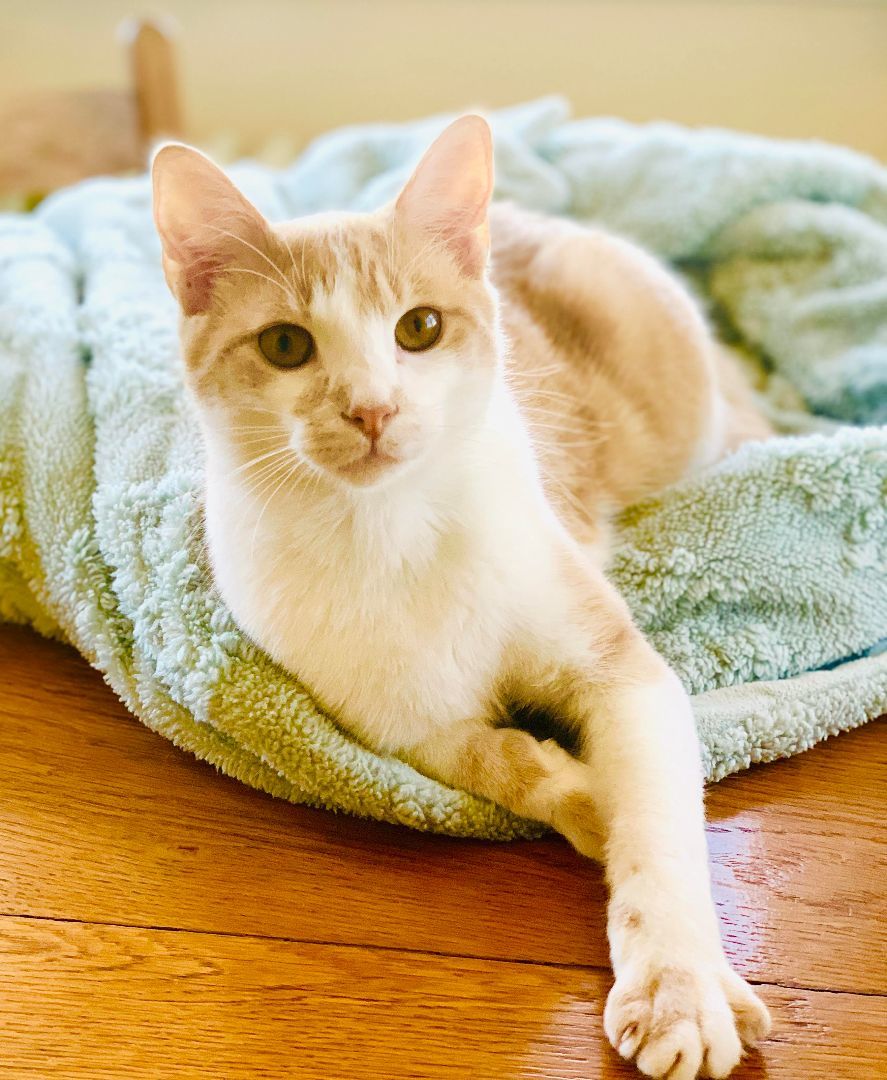 Finn