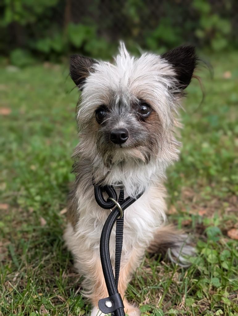 Liam, Adoptable, Young Male Chihuahua & Dachshund.