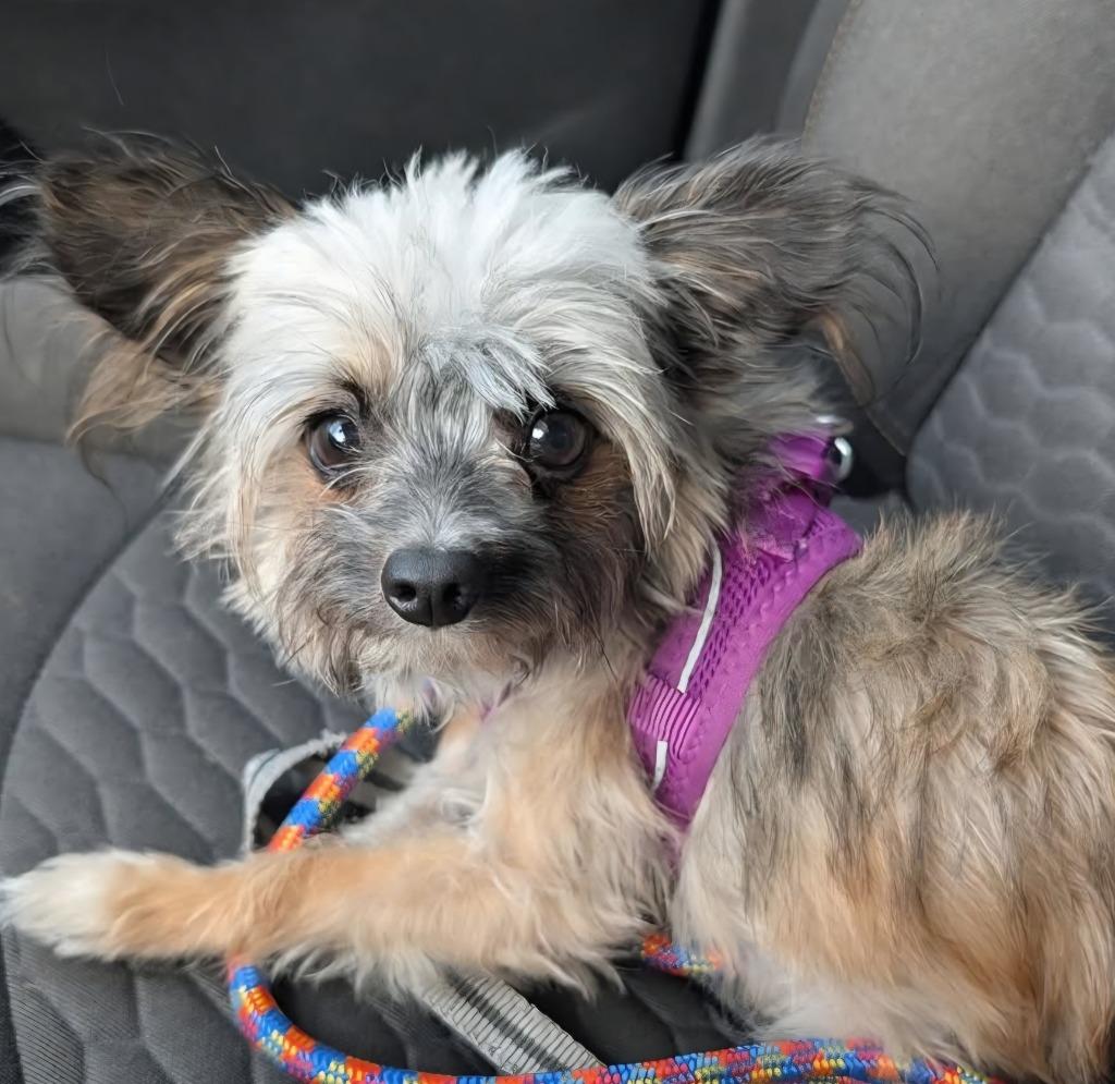 Enlarge Liam, a Adoptable mixed breed in Indianola, IA image 2/2