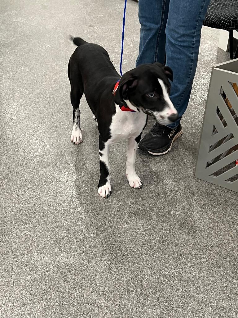 Enlarge Natty, a Adoptable mixed breed in Lunenburg, VT image 1/1