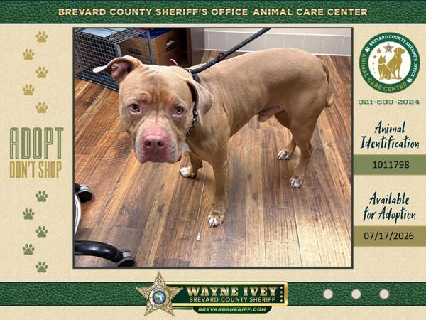 Picasso, Adoptable, Adult Male Mixed Breed.