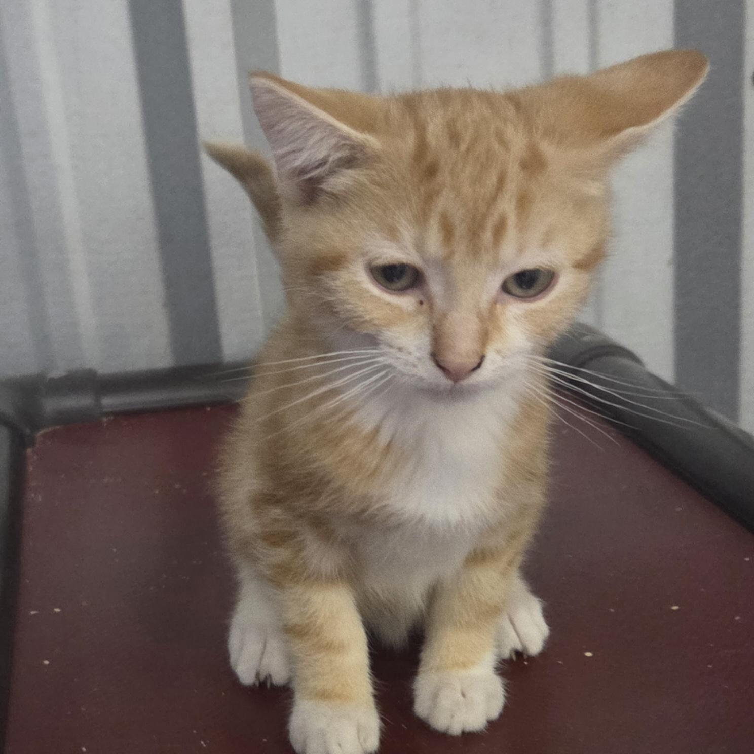 Enlarge cayenne, a Adopted Domestic Short Hair in SNOW HILL, NC image 2/2