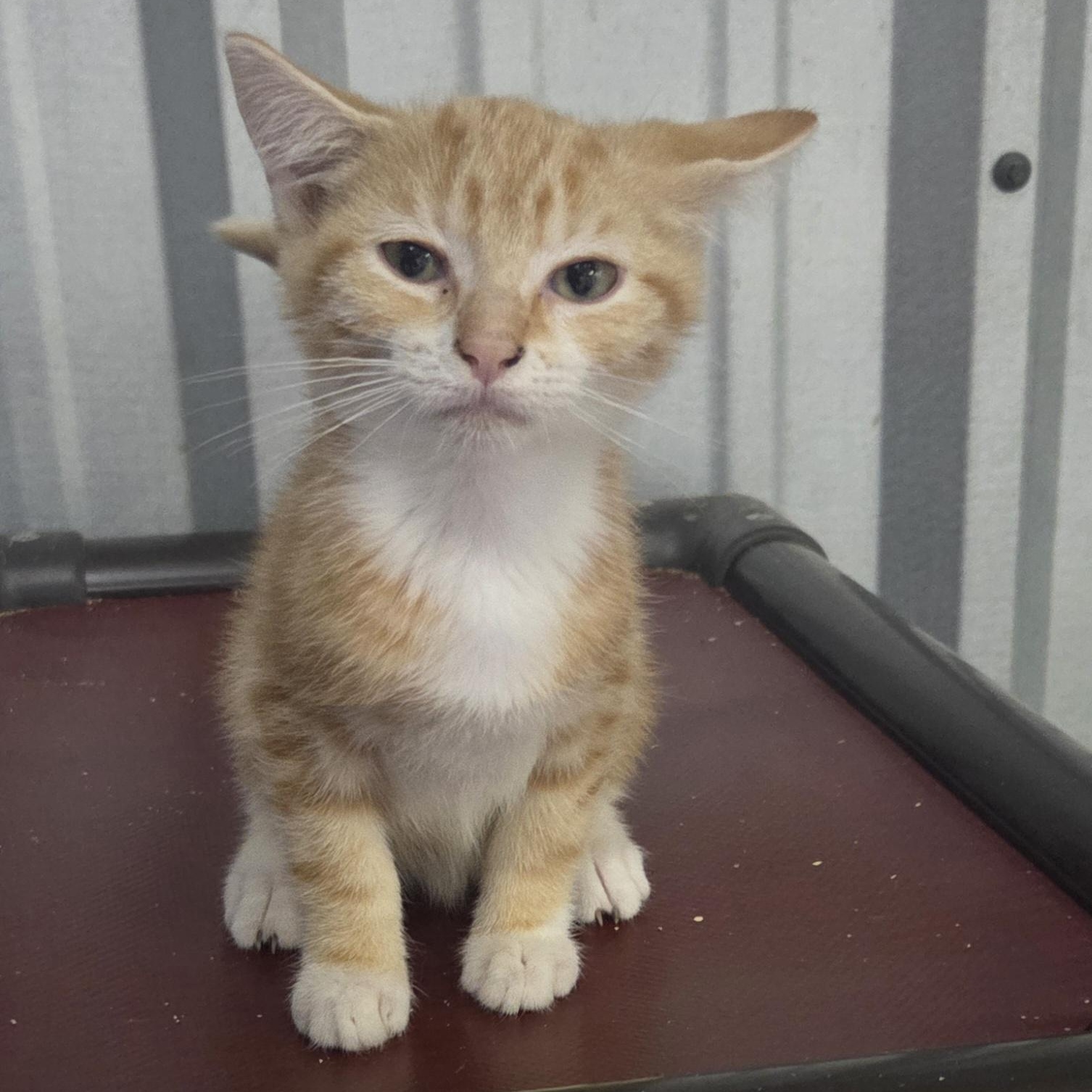 Enlarge cayenne, a Adopted Domestic Short Hair in SNOW HILL, NC image 1/2