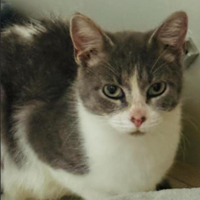 Enlarge Beatrice (26-6156), a Adoptable Domestic Short Hair in Gordonsville, TN image 1/1