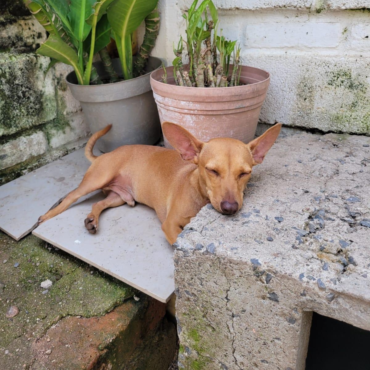 Cali, an adoptable Mixed Breed in Las Jarretaderas, NAY, 63735 | Photo Image 3