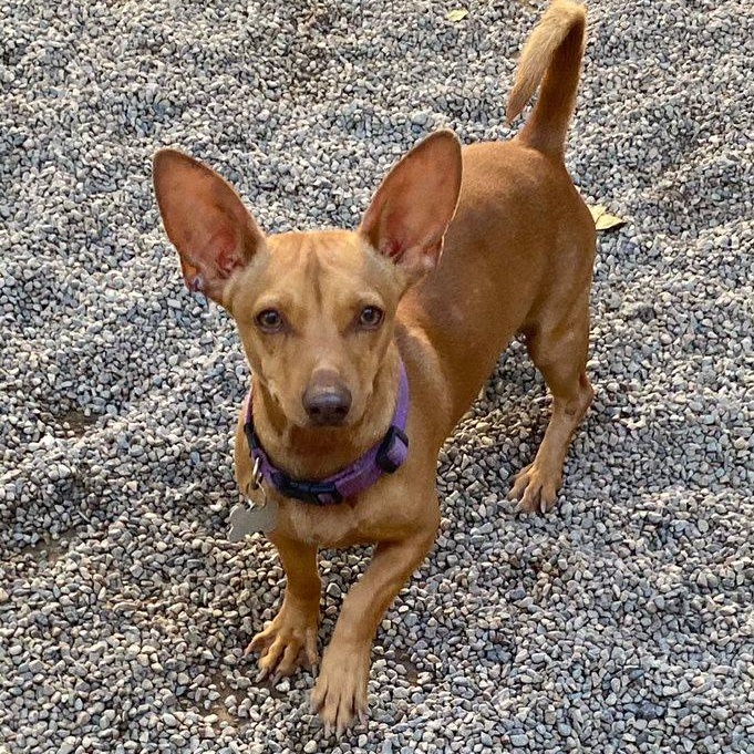 Cali, an adoptable Mixed Breed in Las Jarretaderas, NAY, 63735 | Photo Image 5