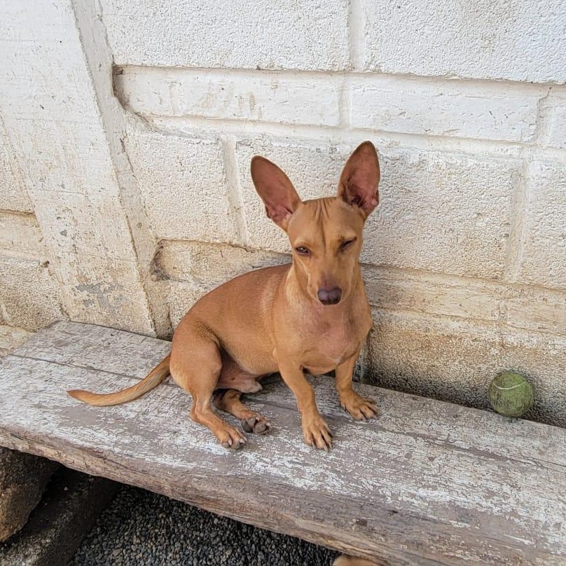 Cali, an adoptable Mixed Breed in Las Jarretaderas, NAY, 63735 | Photo Image 1