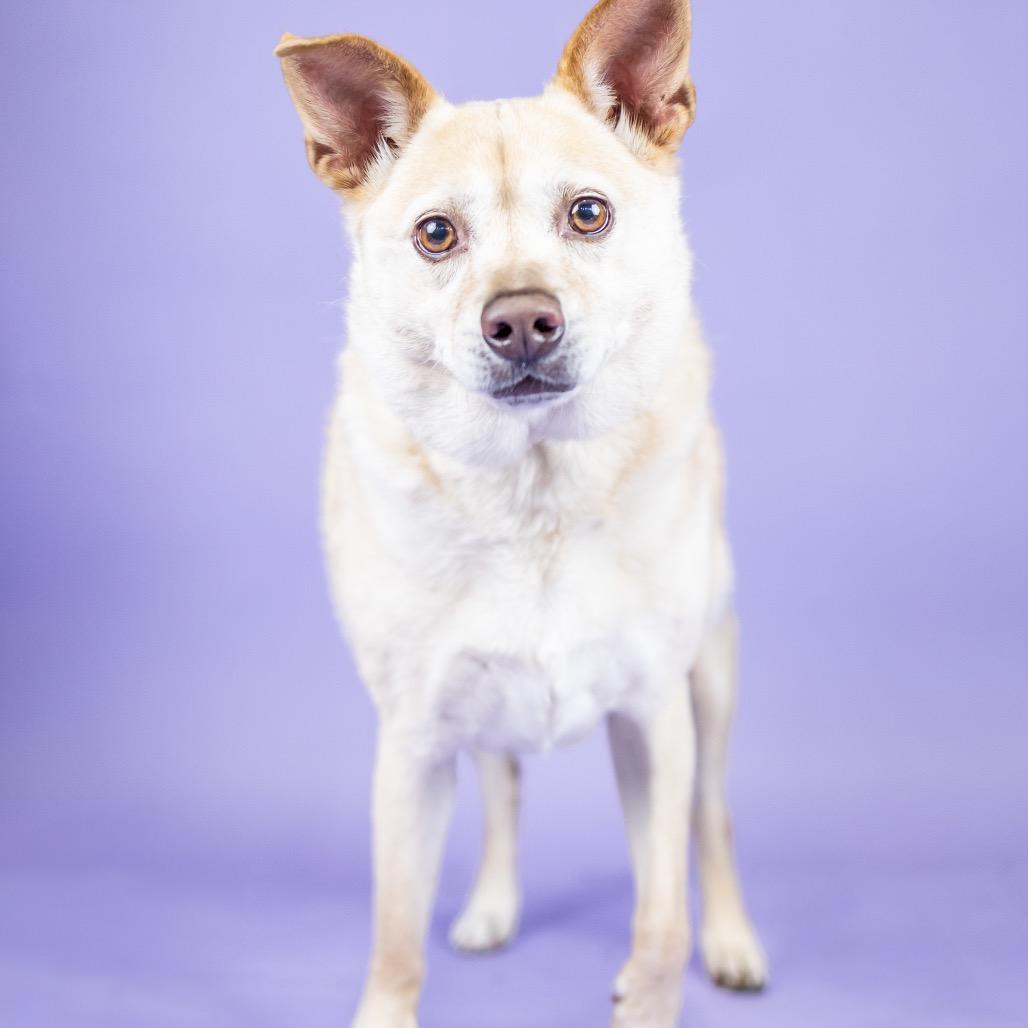 Holly, Adoptable, Adult Female Mixed Breed.