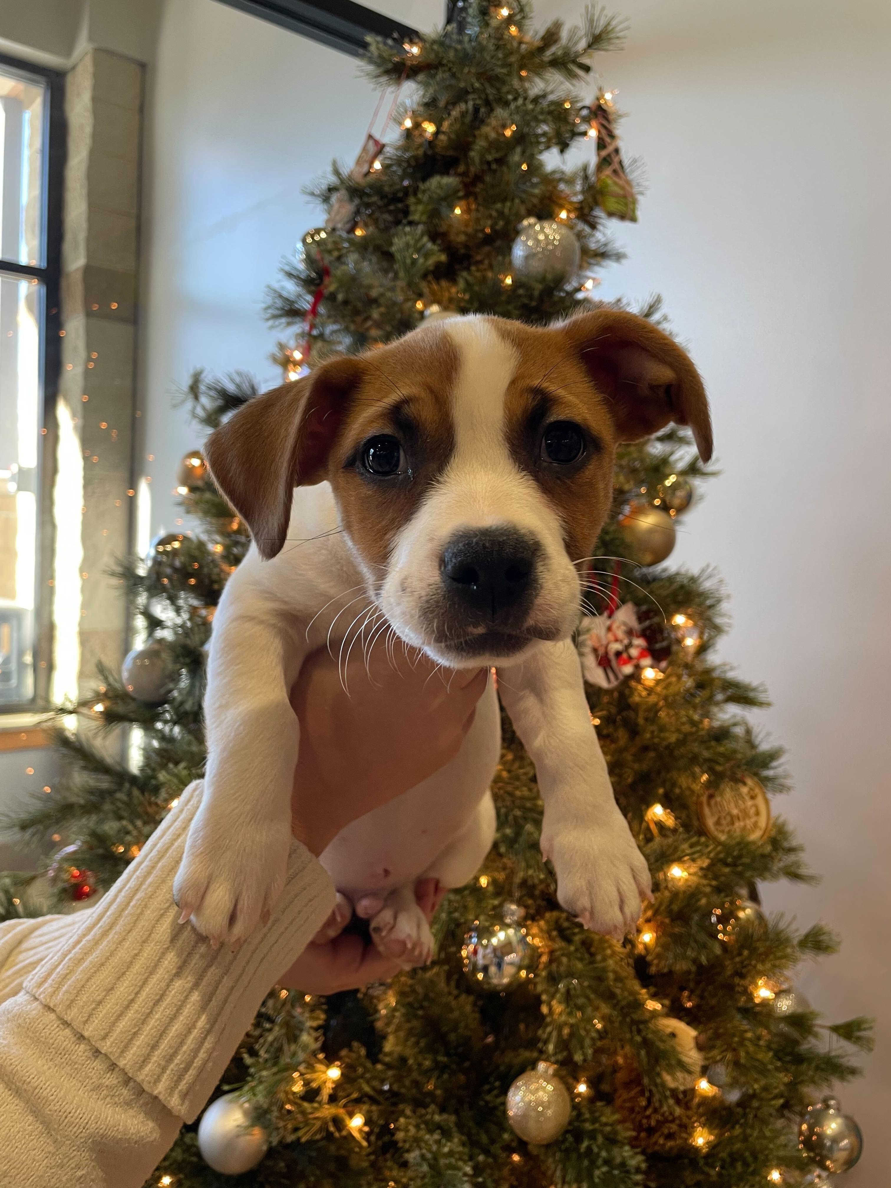 Sunny, ADOPTABLE, Puppy Male Jack Russell Terrier.