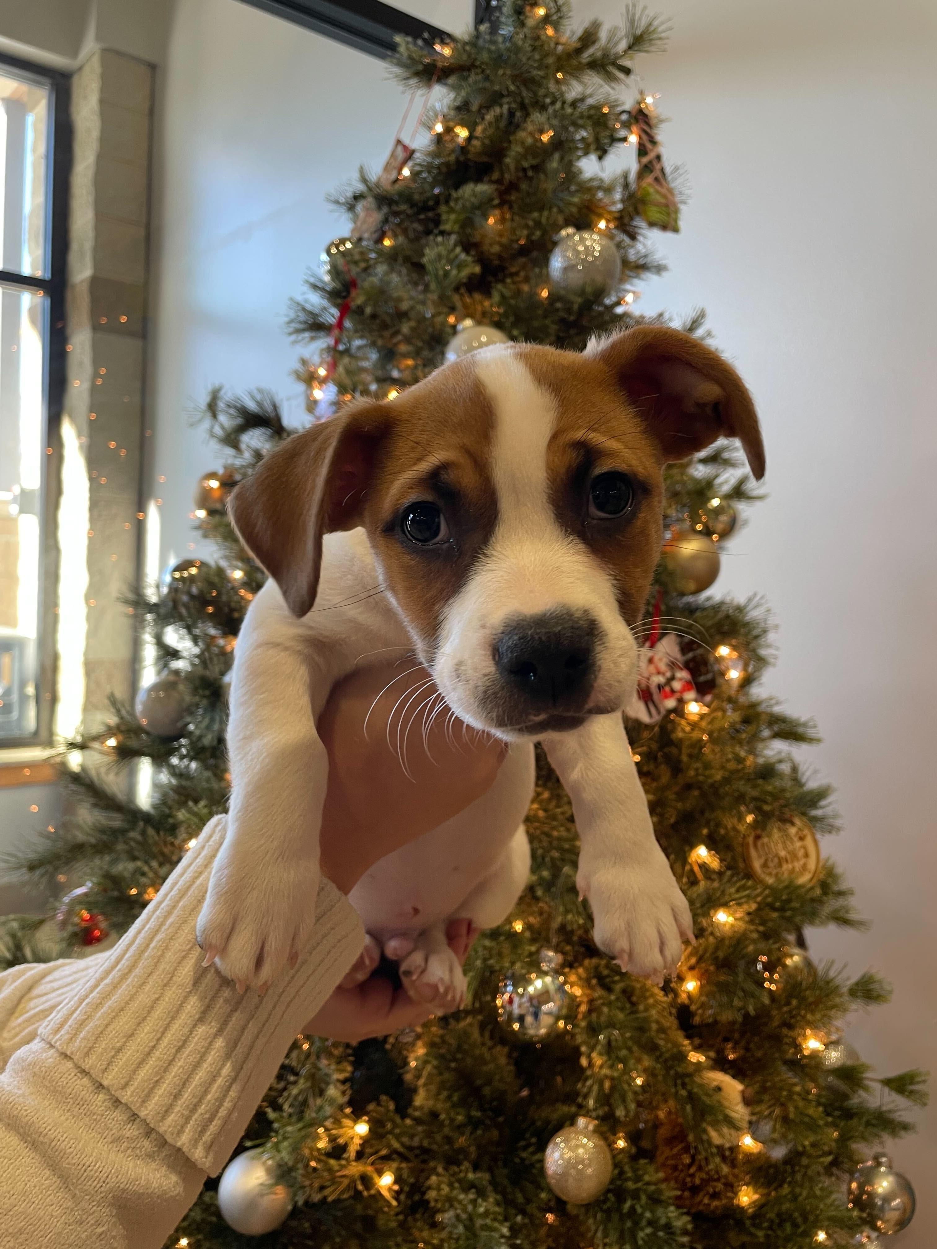 Sunny, a ADOPTABLE mixed breed in Jackson, MI image 2/5