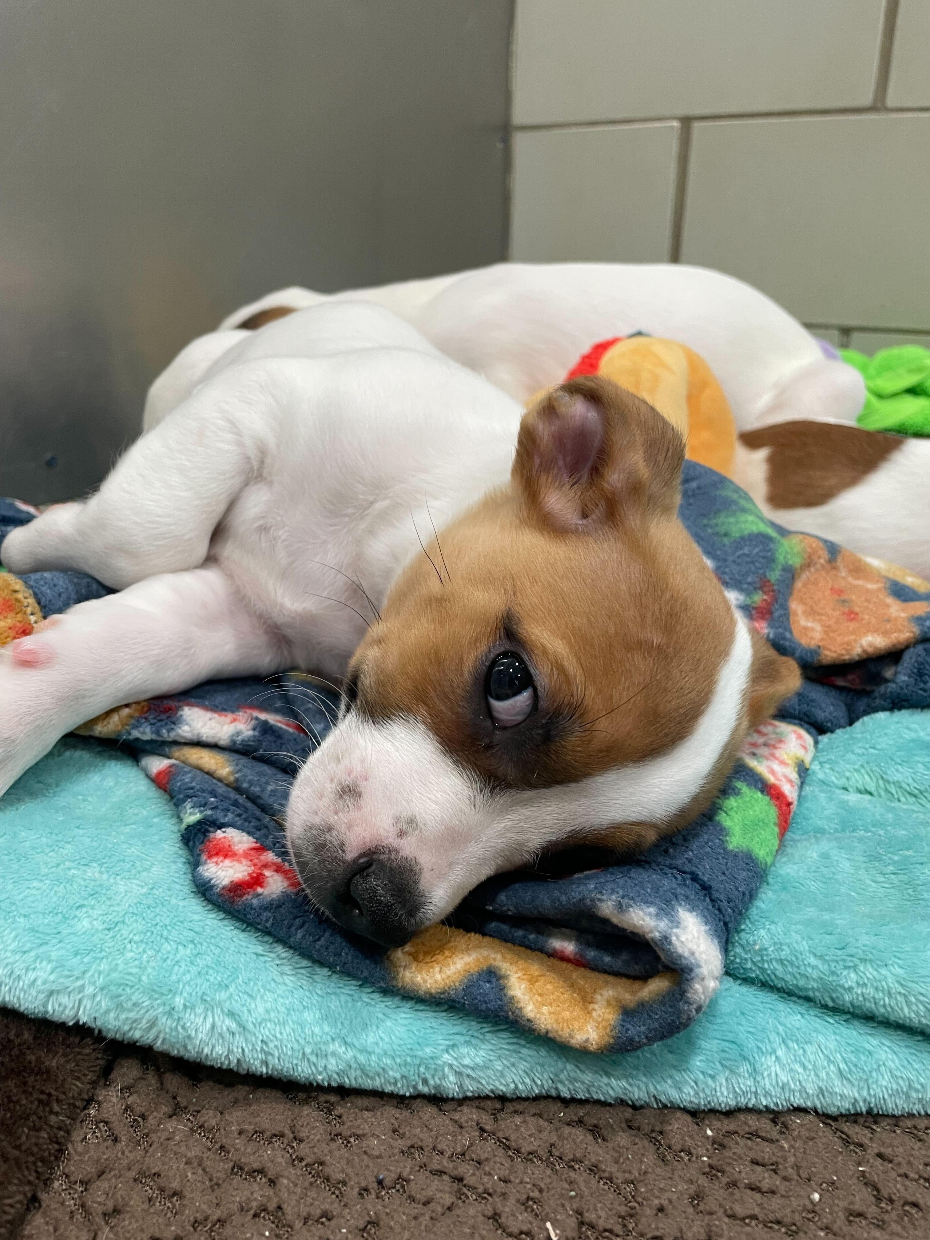 Sunny, a ADOPTABLE mixed breed in Jackson, MI image 3/5