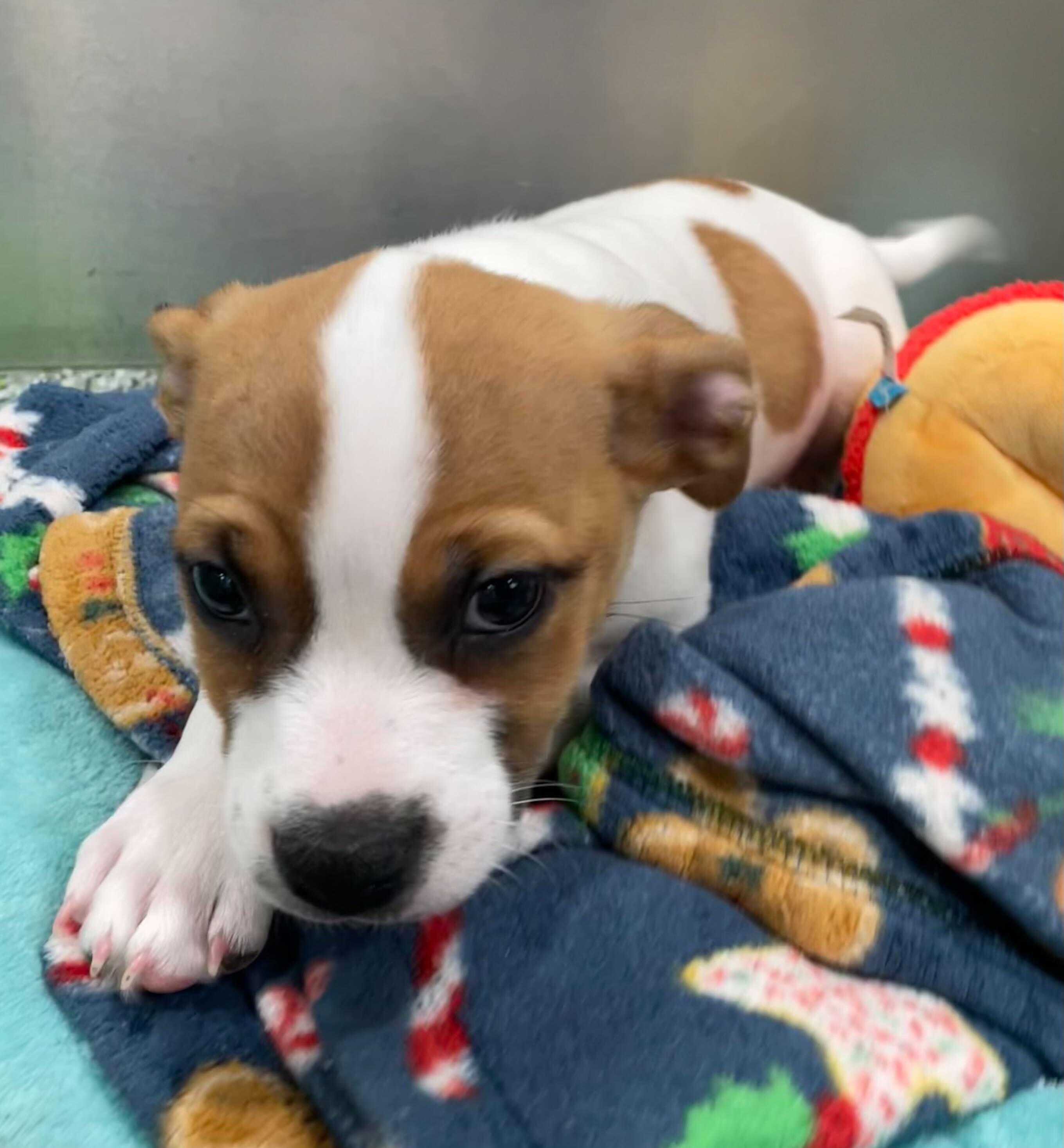 Sunny, a ADOPTABLE mixed breed in Jackson, MI image 4/5