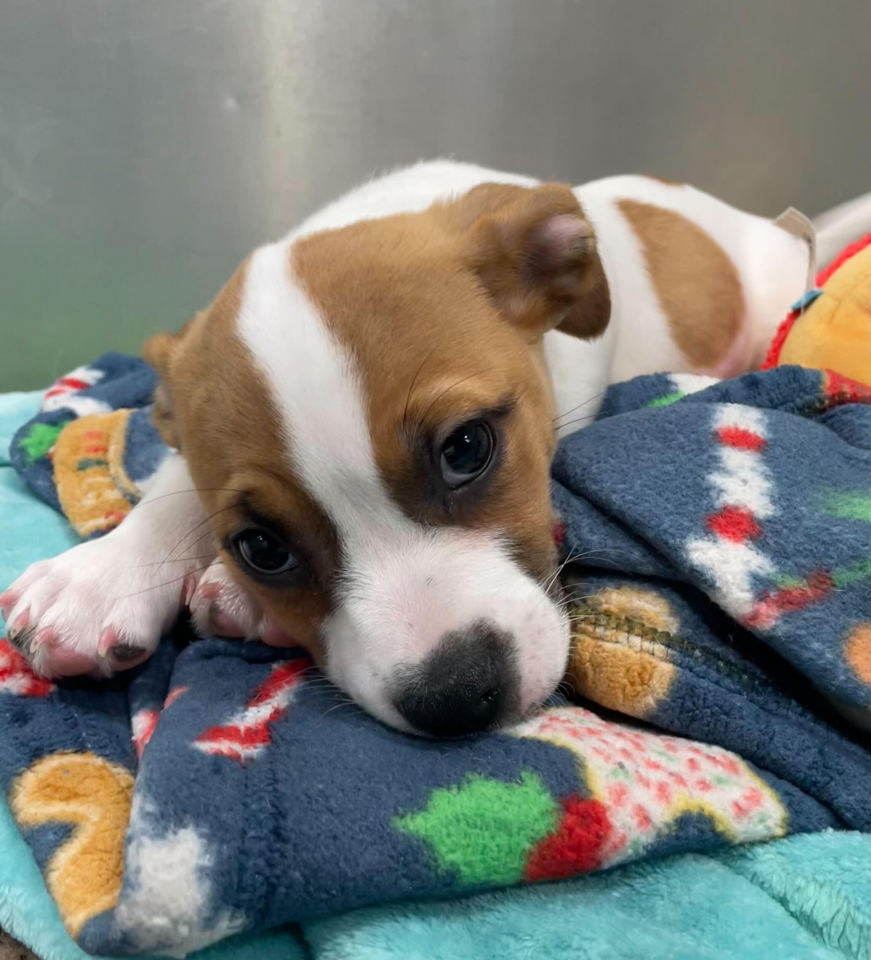 Sunny, a ADOPTABLE mixed breed in Jackson, MI image 5/5