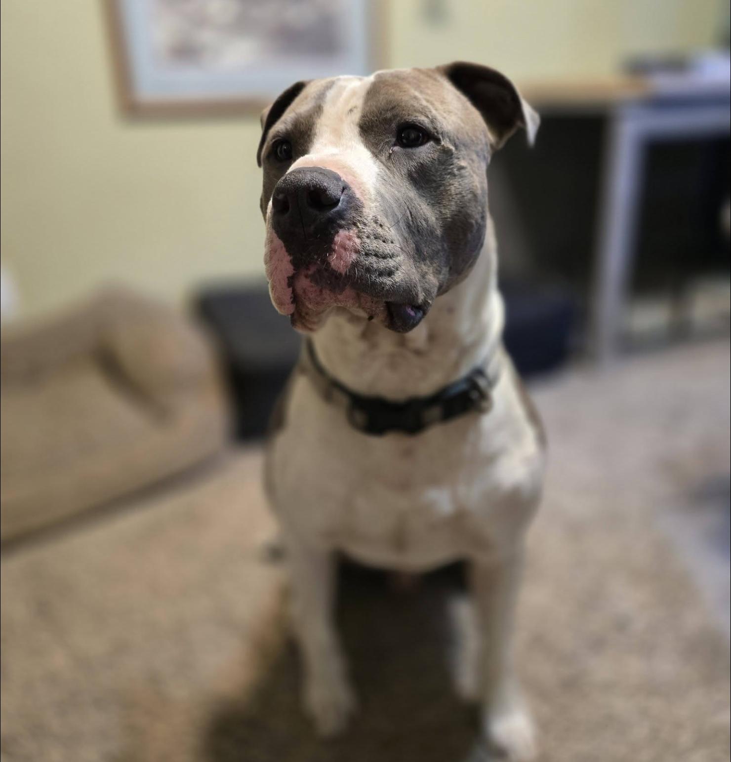 Brock, a Adoptable Pit Bull Terrier in Eugene, OR image 3/5