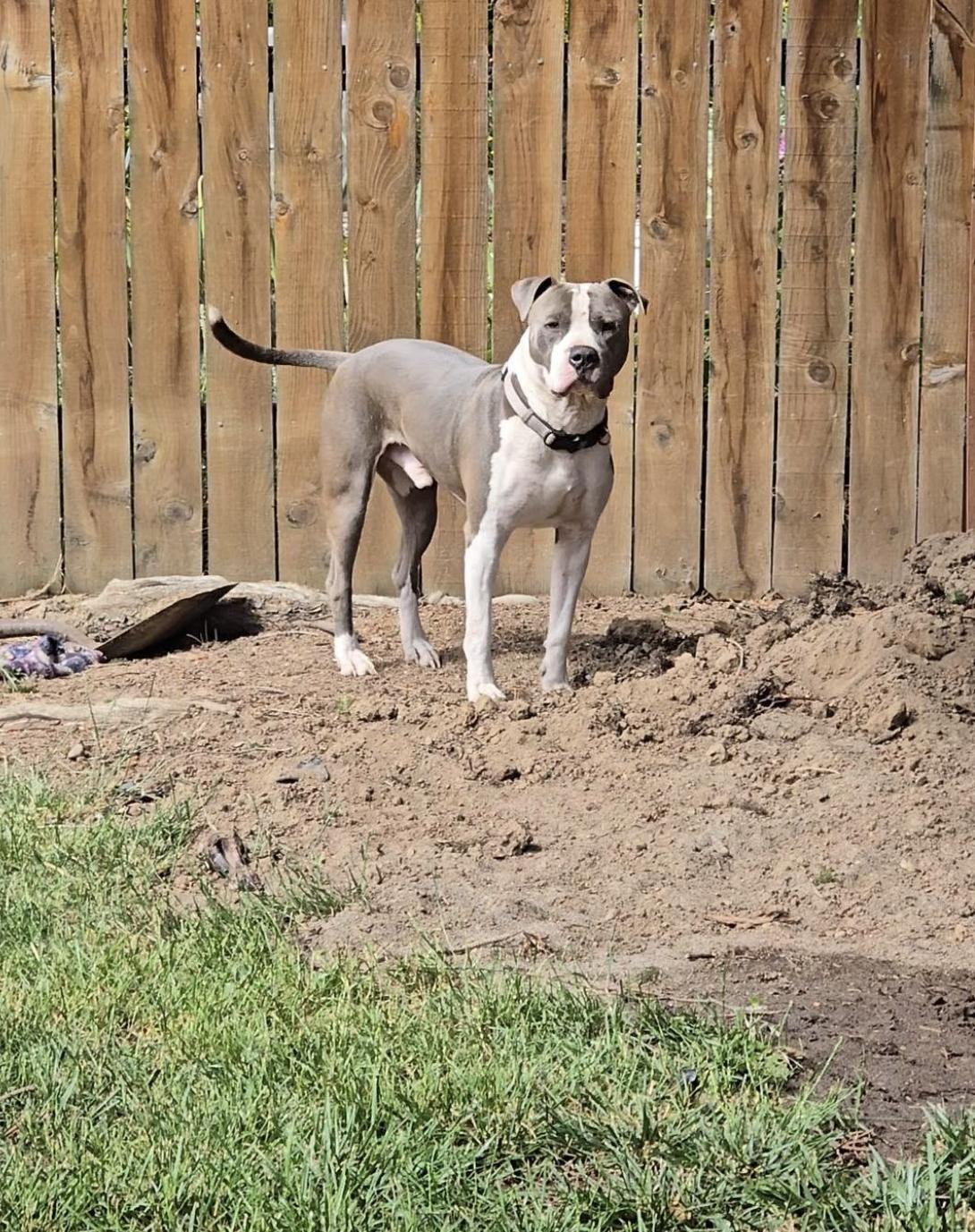 Brock, a Adoptable Pit Bull Terrier in Eugene, OR image 4/5