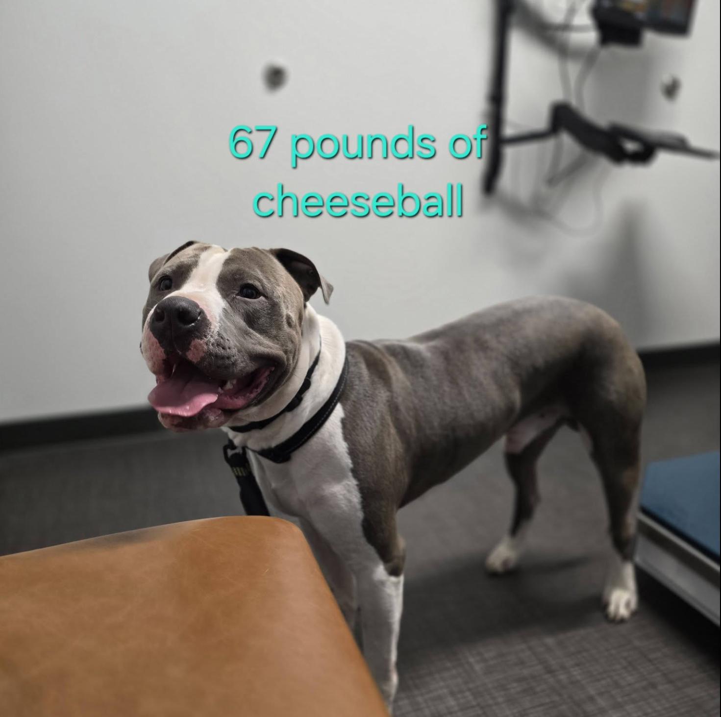 Brock, Adoptable, Adult Male Pit Bull Terrier.