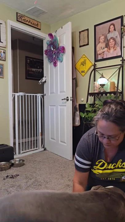 Enlarge Brock, a Adoptable Pit Bull Terrier in Eugene, OR video 2/5