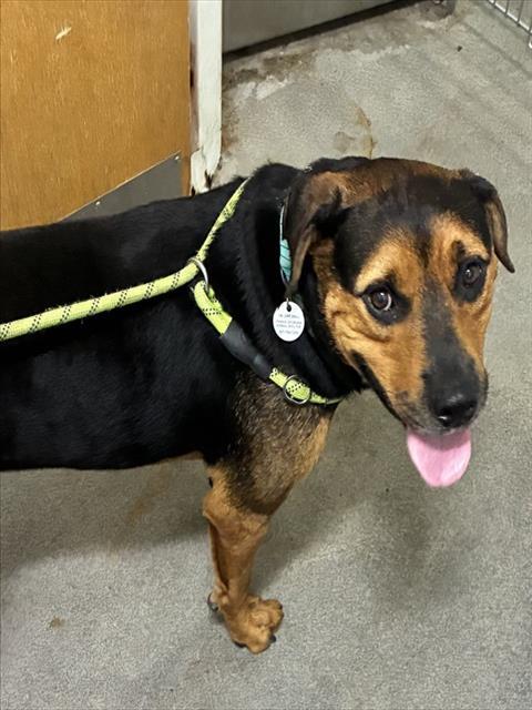 Enlarge ROCKY, a Adoptable mixed breed in Upper Marlboro, MD image 1/1