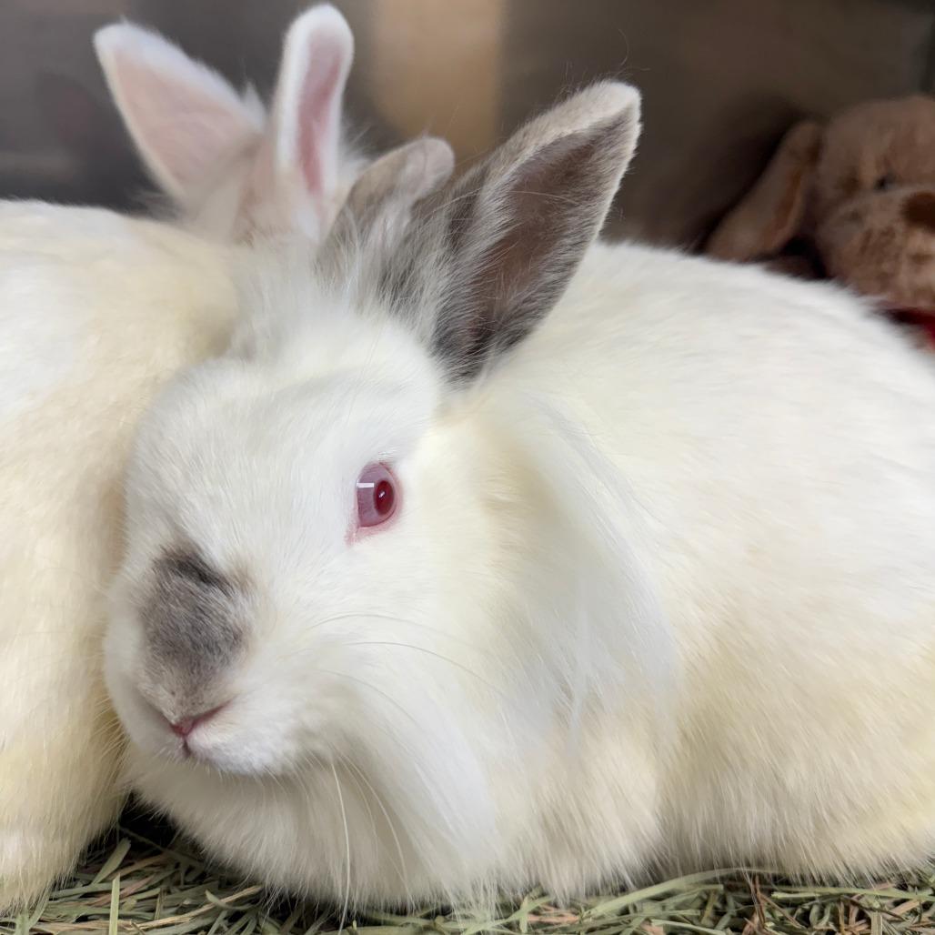 Enlarge Celsius, a Adoptable Lionhead in Richmond, CA image 2/6