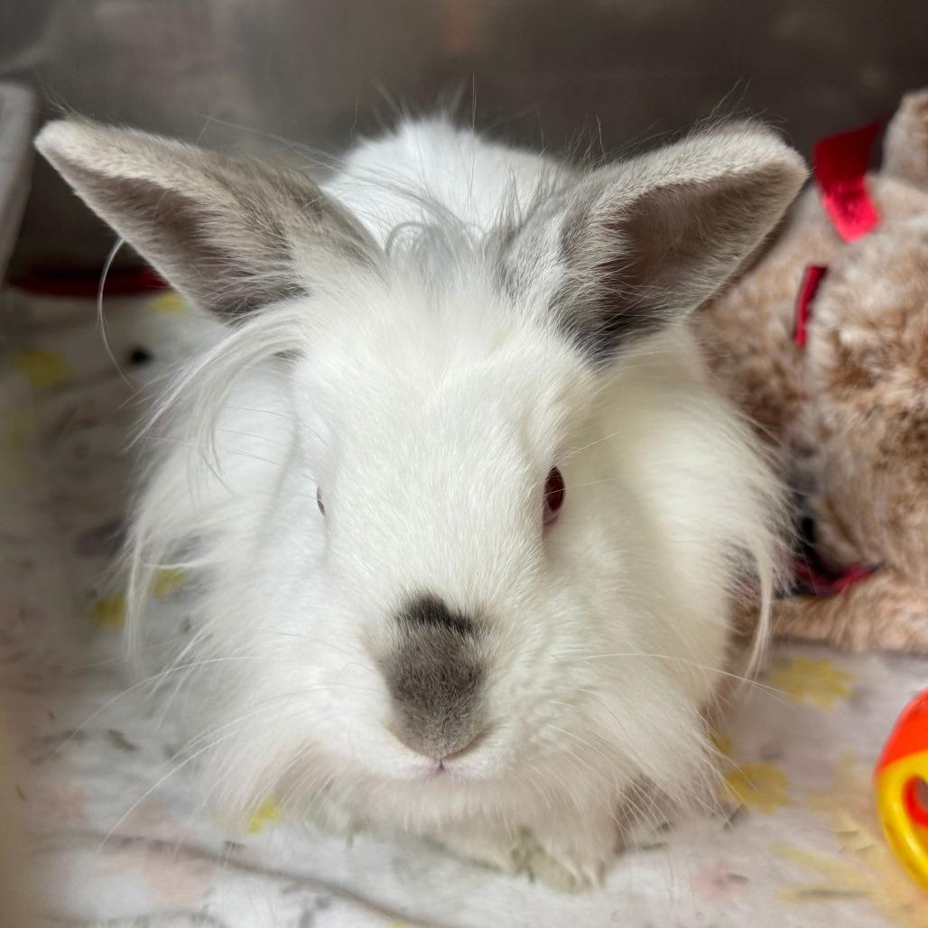 Enlarge Celsius, a Adoptable Lionhead in Richmond, CA image 3/6