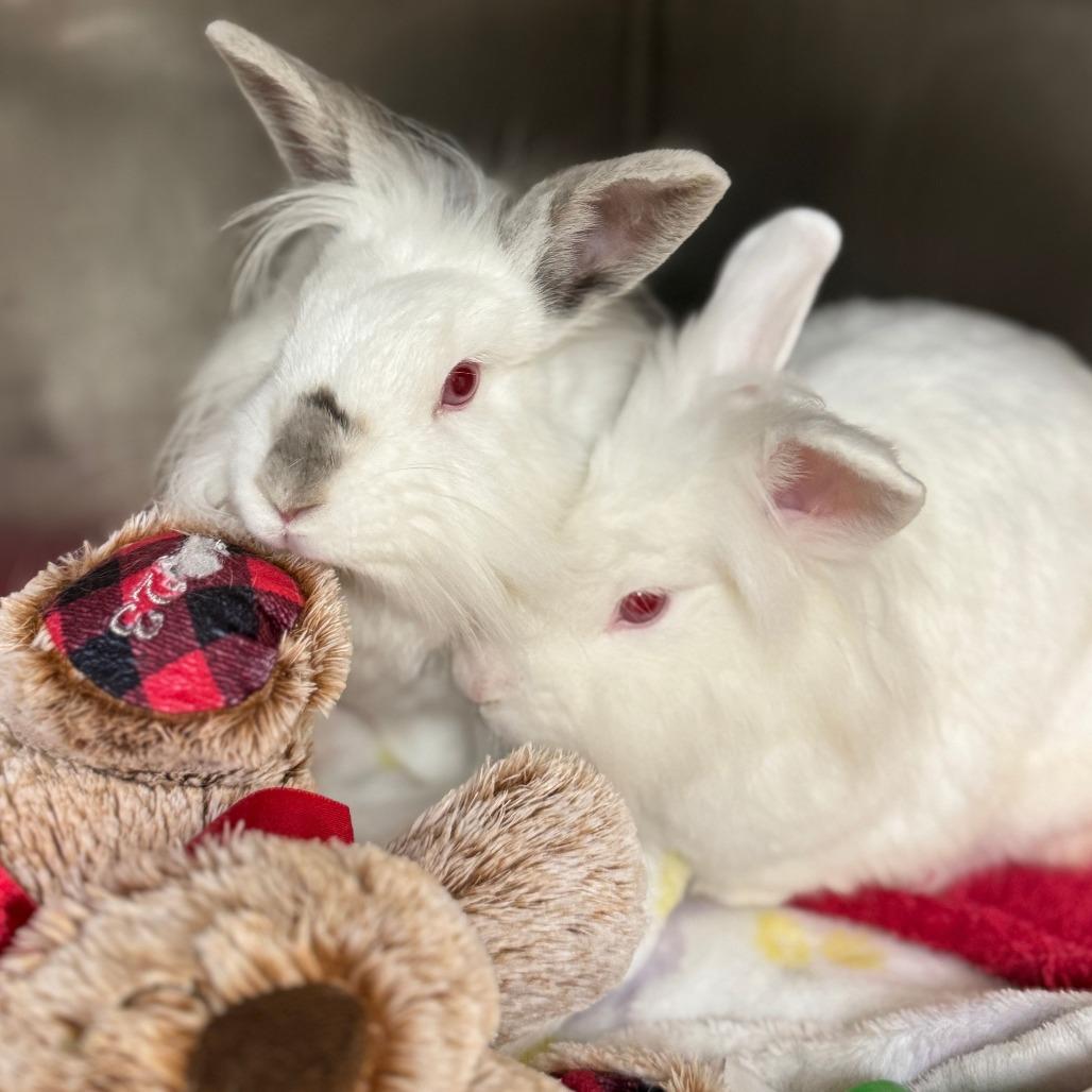 Enlarge Celsius, a Adoptable Lionhead in Richmond, CA image 4/6