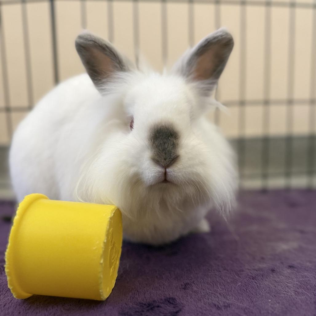 Enlarge Celsius, a Adoptable Lionhead in Richmond, CA image 5/6