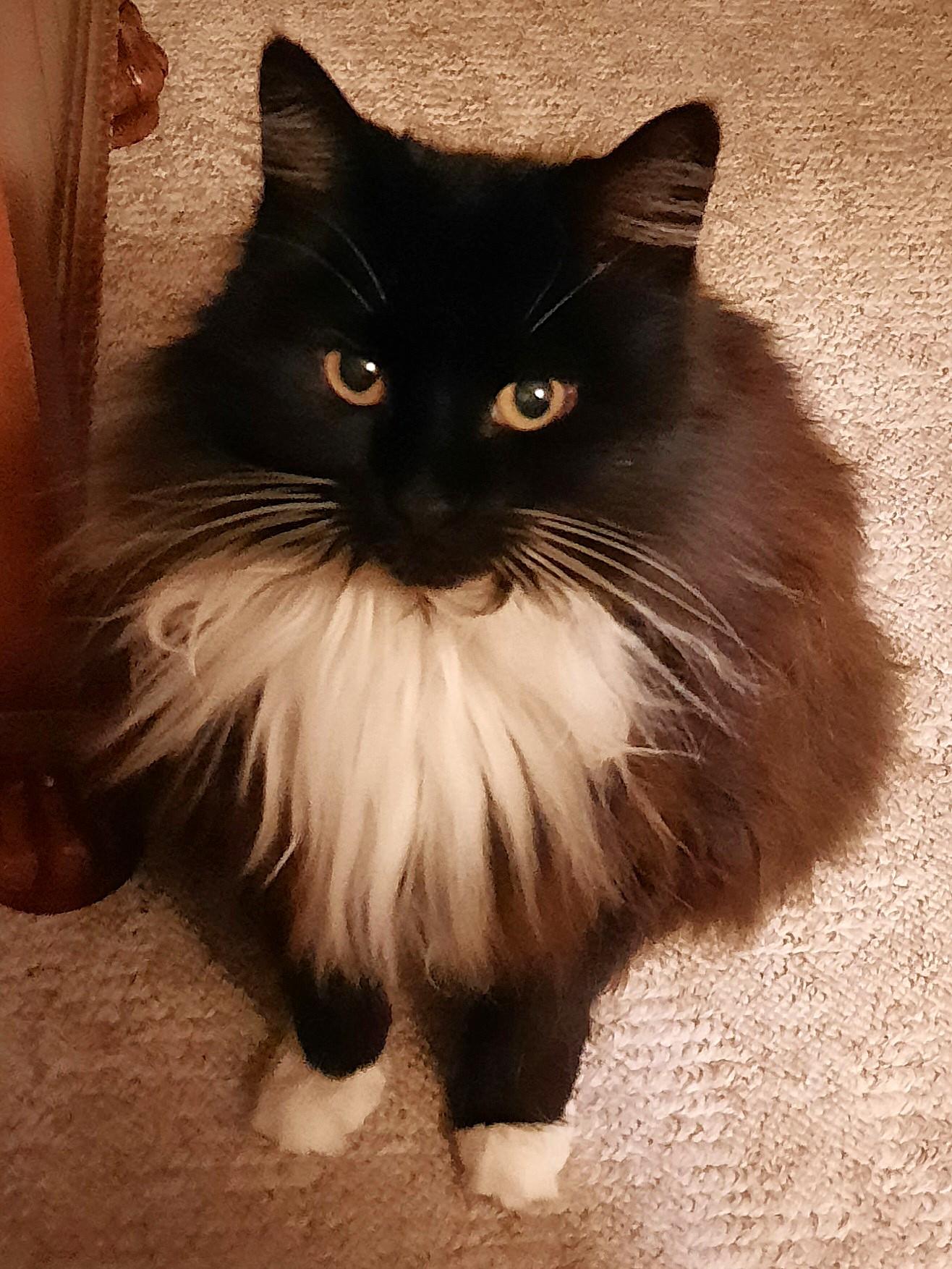 Tippy, adopted, Senior Female Tuxedo.