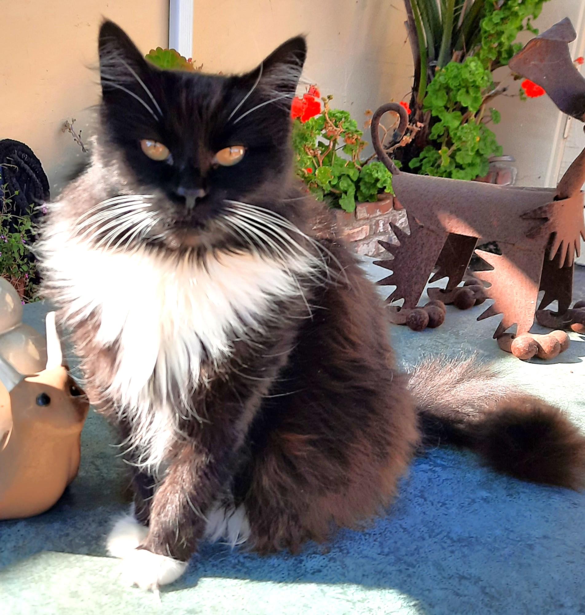 Enlarge Tippy, an adopted mixed breed in Monterey, CA image 3/3