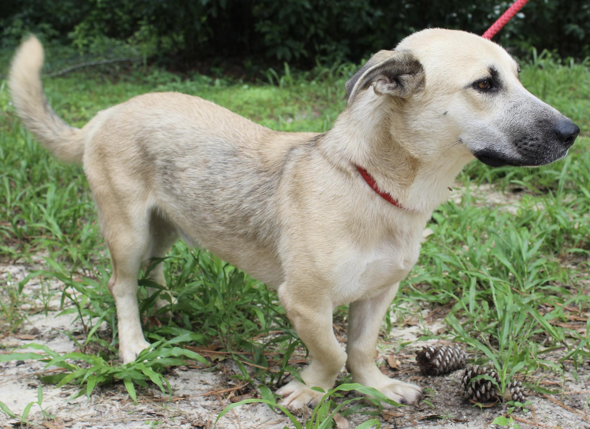 Freddie, a Adopted mixed breed in Monticello, FL image 3/3
