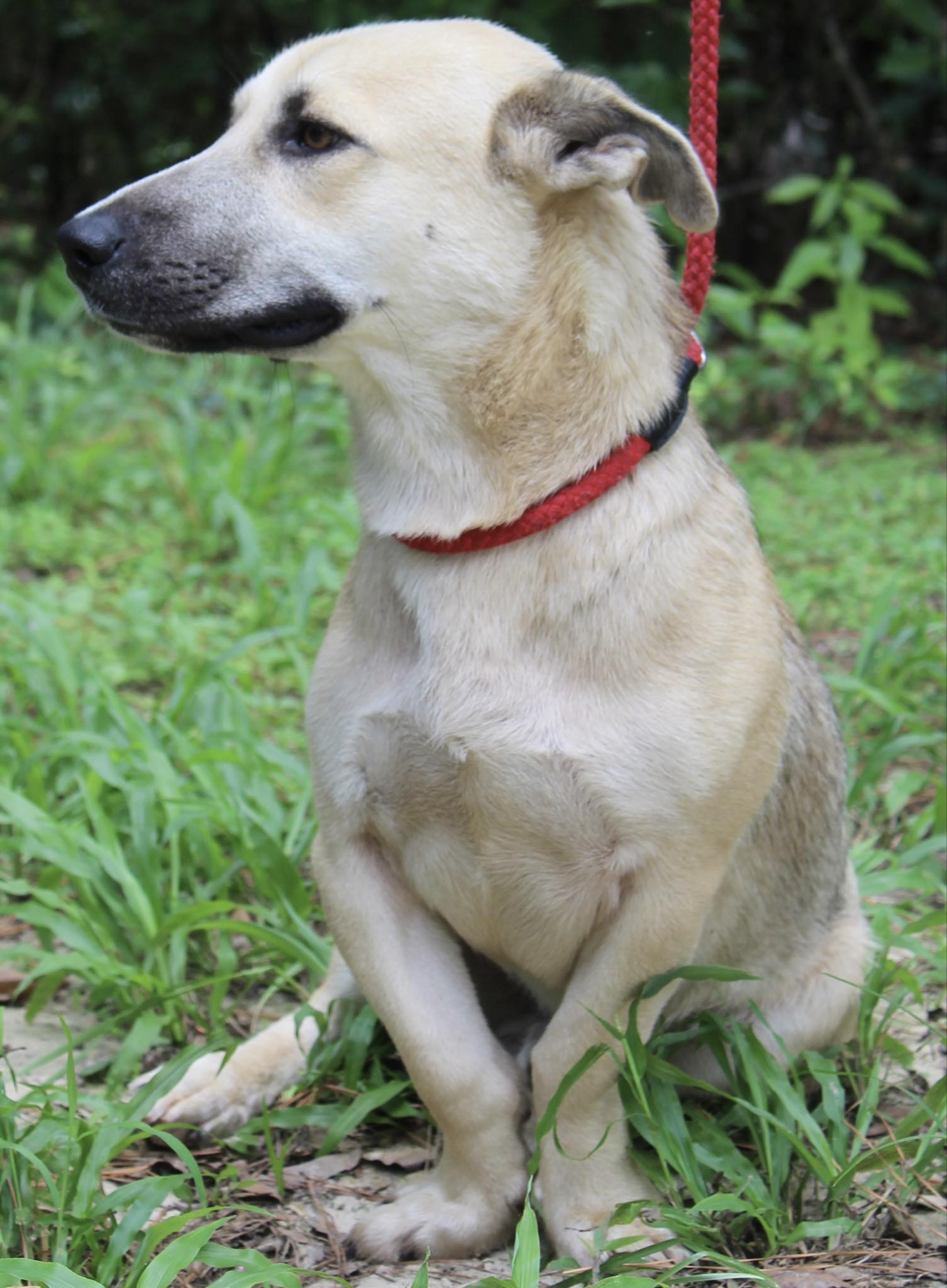 Freddie, a Adopted mixed breed in Monticello, FL image 2/3
